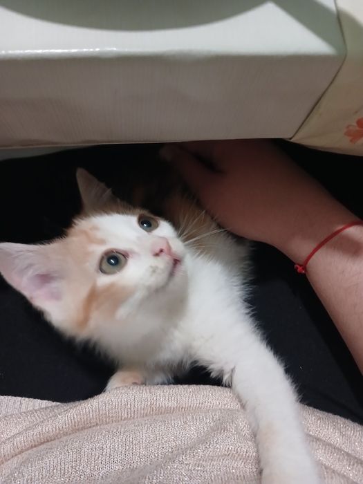 Віддам кошеня в хороші руки