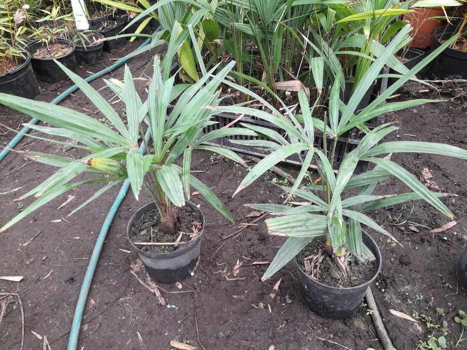 Palma mrozoodporna Trachycarpus fortunei  nasiona 1000 szt