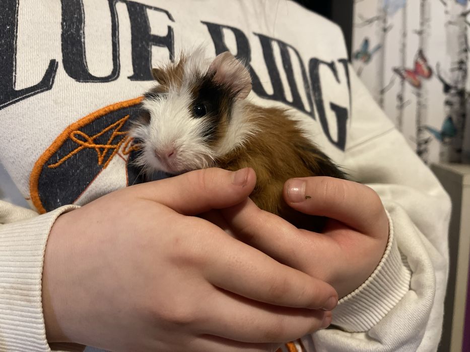 Swinka morska rozetka