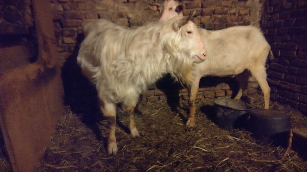 Козли зааненські