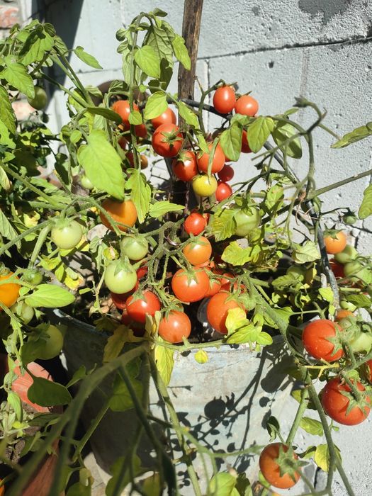 Розсада томатів для вирощування у кашпо та балконних горщиках