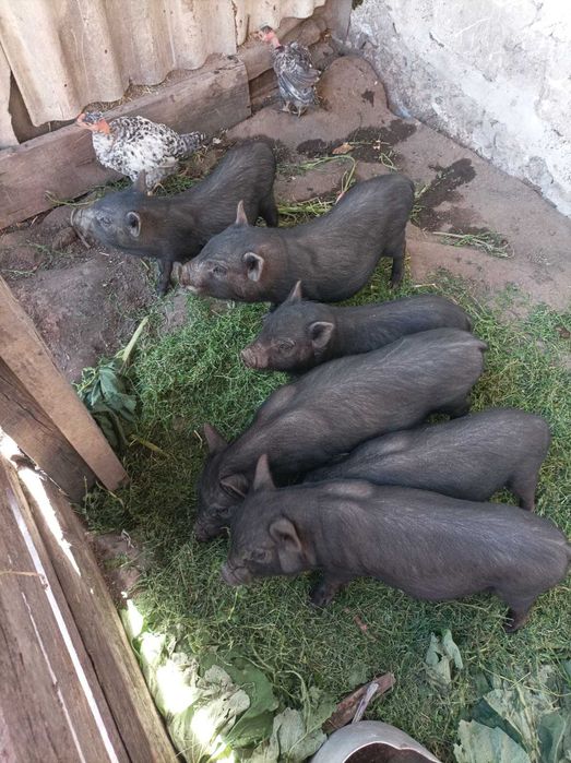 В'єтнамські кабанчики.Можлива доставка по району.