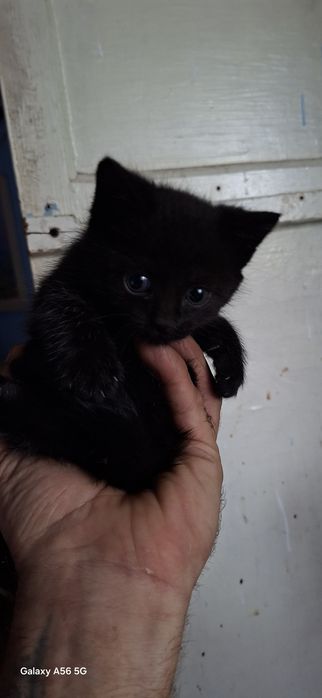 отдам бесплатно котика
