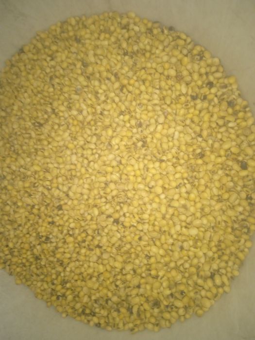 Продам сою мустанг