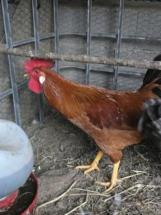 Galo  jovem bonito e saudável