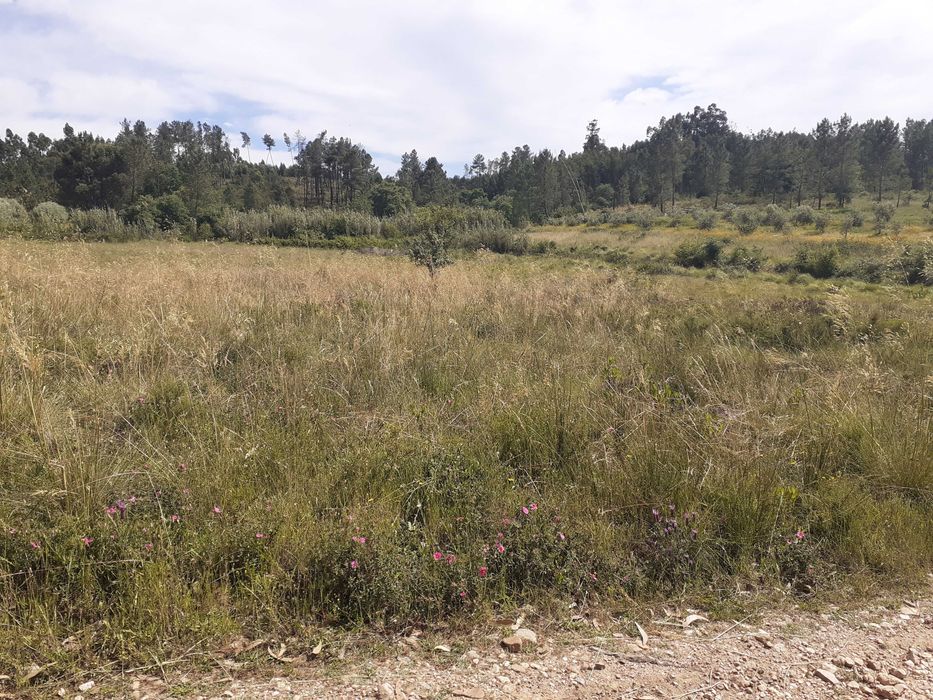 Terreno Rústico, Charneca da Peralva, Paialvo, Tomar