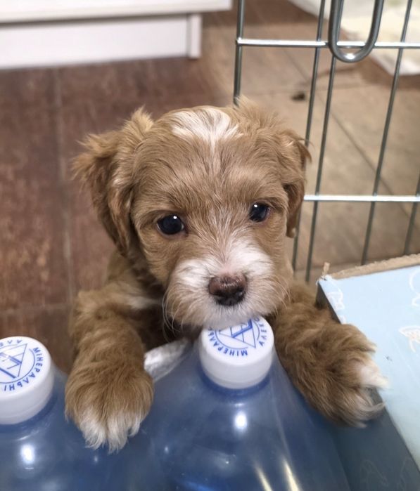 Мальтипу мальчики и девочки