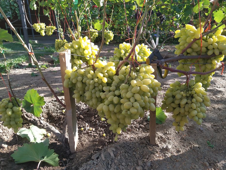 Продам чубуки і саджанці винограду.