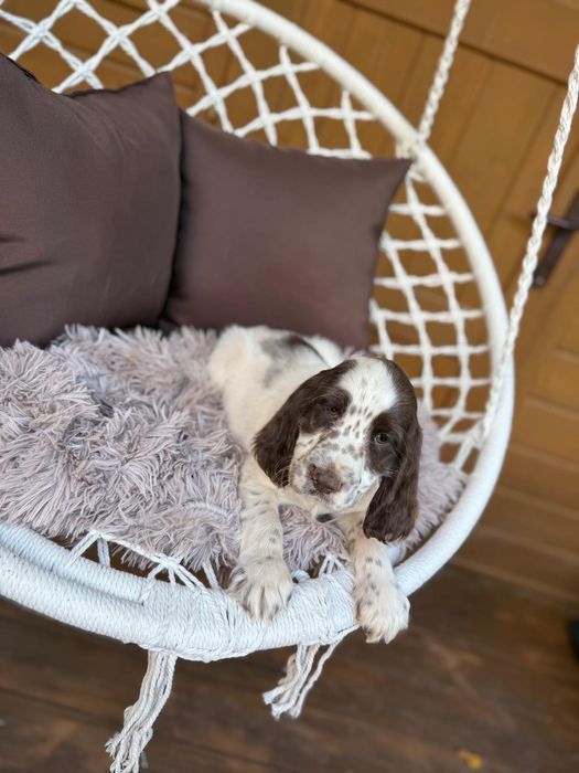 Cocker spaniel Piesek