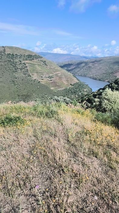 Vendo um terreno junto ou Douro