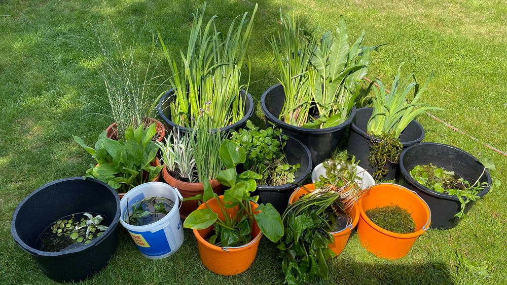 Zestaw Roślin Wodnych Natleniających