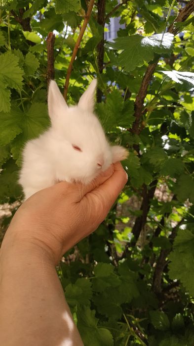 Міні кролики ручні добрі рижі білі придбати в Харкові кролі крольчата