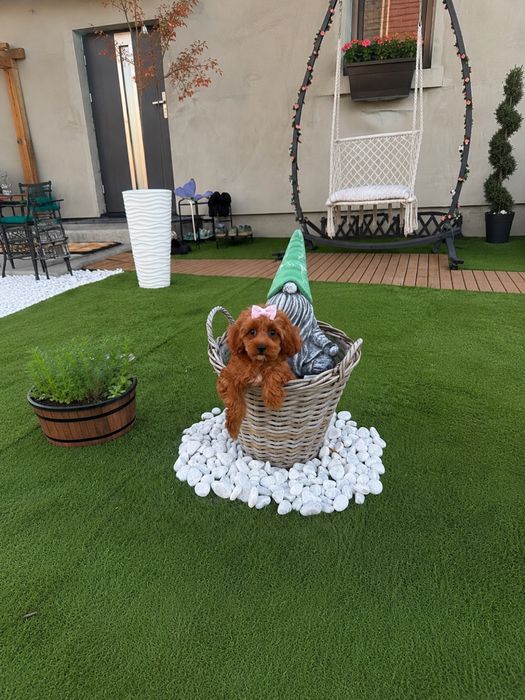 Suczka cavapoo red