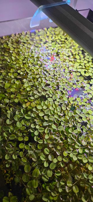 Salvinia Auriculata 40 sadzonek! salwinia pływająca antyglon roślina