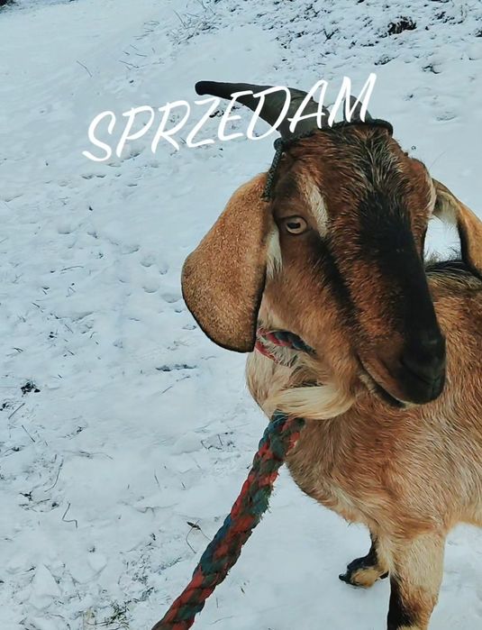 Sprzedam kozę mleczną do howu!!!