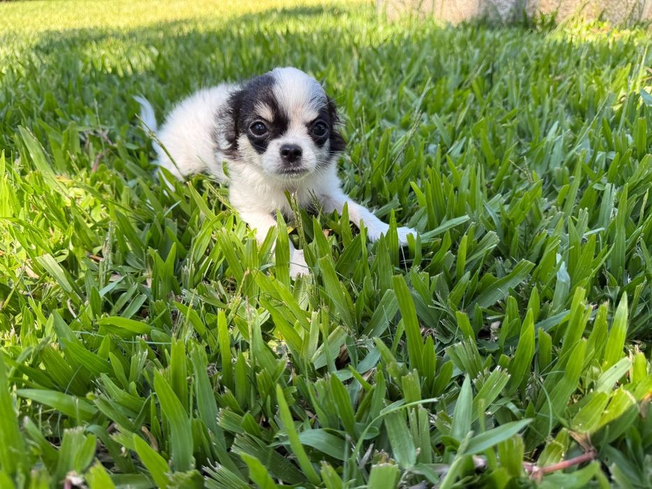 Chihuahua de pelo comprido