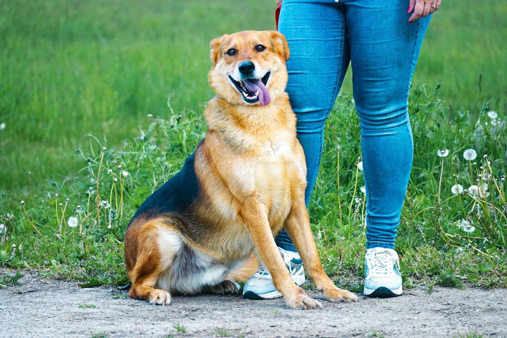 Dublin - duży psiak w typie owczarek niemiecki