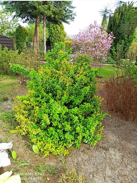 Działka ROD z całorocznym domkiem Zbąszyń