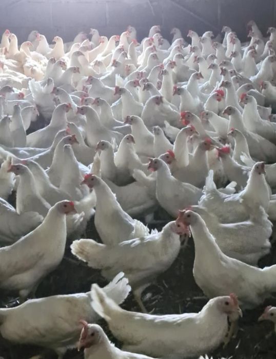 Kury nioski lekhorny