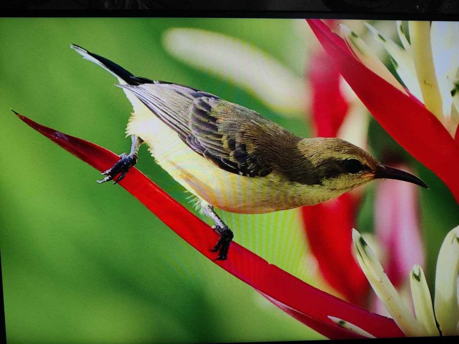 Монітор 27" DELL P2720D 2K 2560x1440 Повна комплектація! Стан Нового!