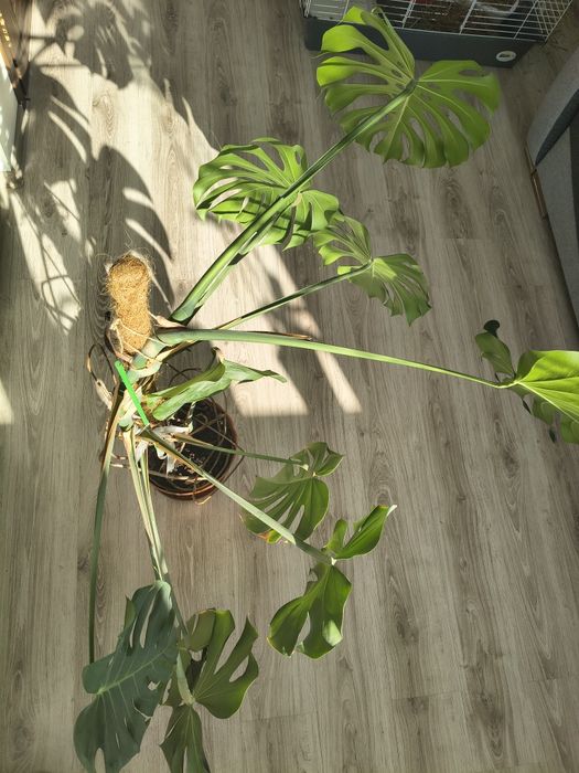Monstera deliciosa duża