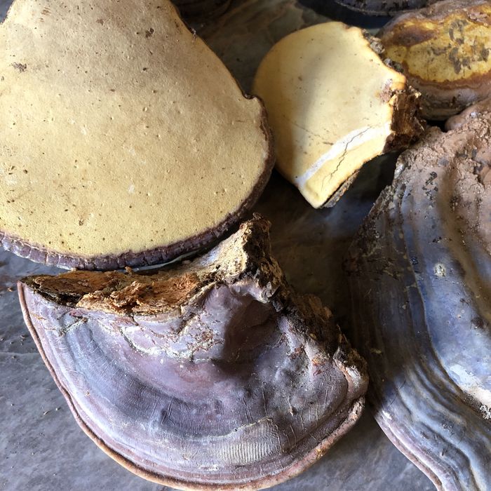 Трутовик Облямований сухий (Fomitopsis pinicoda).