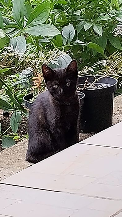 Kotek, kotka  do adopcji