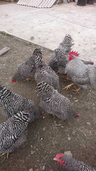 Інкубаційне яйце породи Амрокс