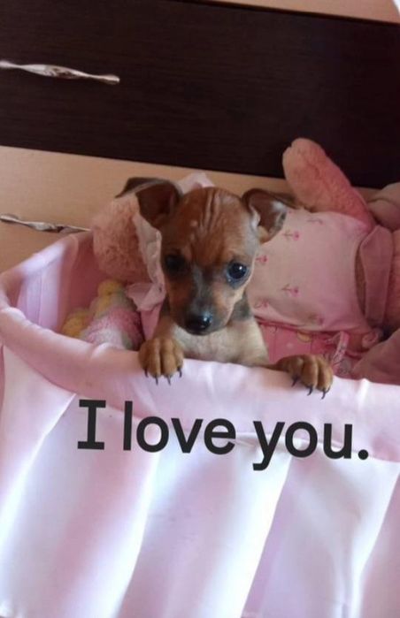 Цуценята карликового пінчера