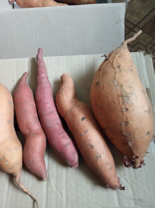 Топинамбур на еду и на посадку полезно при диабете