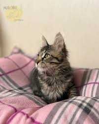 БЕЗКОШТОВНО Британське кошеня окрас TABBI