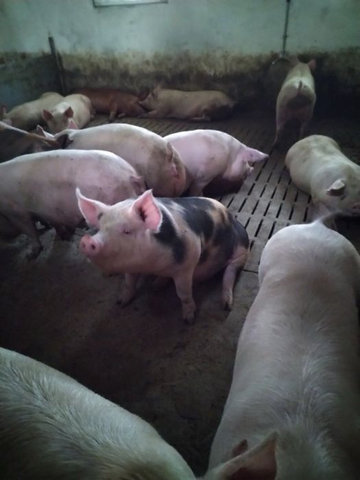 Свині живою вагою