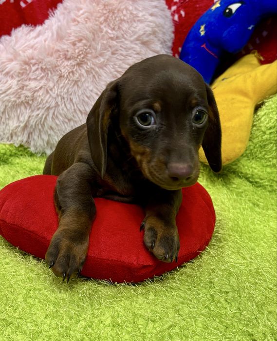 Jamnik miniaturowy-piesek zarezerwowany