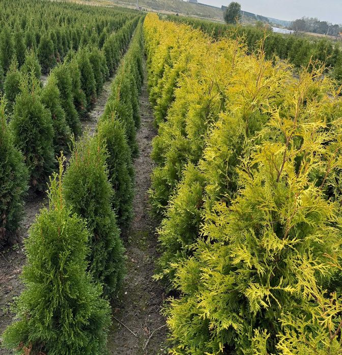 Szmaragd, Brabant, Blue Arrow! Zasadzimy u Ciebie gęste tuje do 250cm!