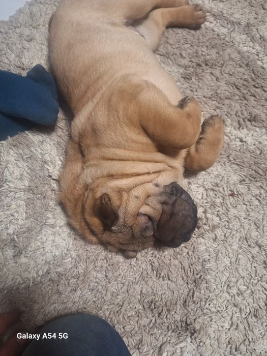 Продам щеня шарпей