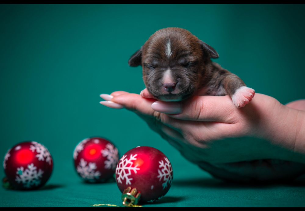 Блакитно-тигровий скарб для вашої родини !1