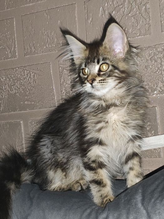 Kotka Maine Coon