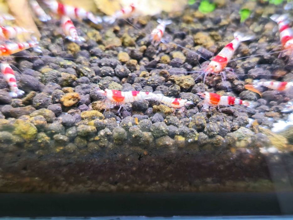 Caridina Crystal Red - Sem stock actualmente