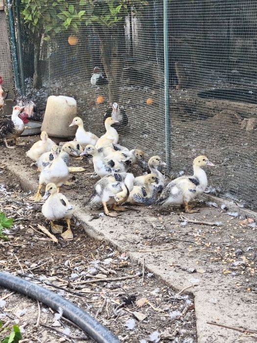 Patos criados ao ar livre com 5 semanas, patos mudos, criação, animais