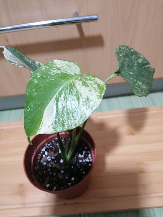 Monstera mint  przepiekna