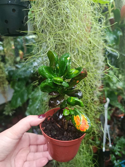 Кротон Codieum Tonghoo