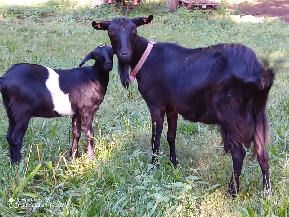 Kózka 50% anglonubijska po mlecznej matcej