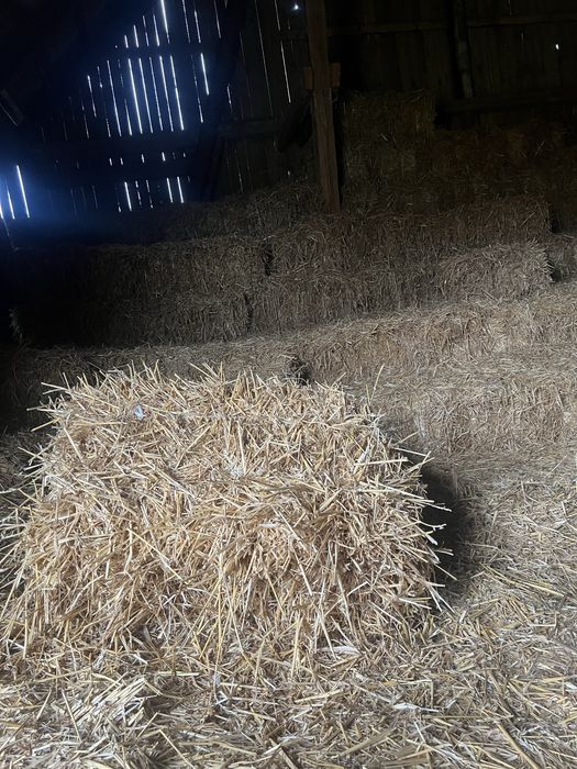 Słoma mała kostka baloty pszenna