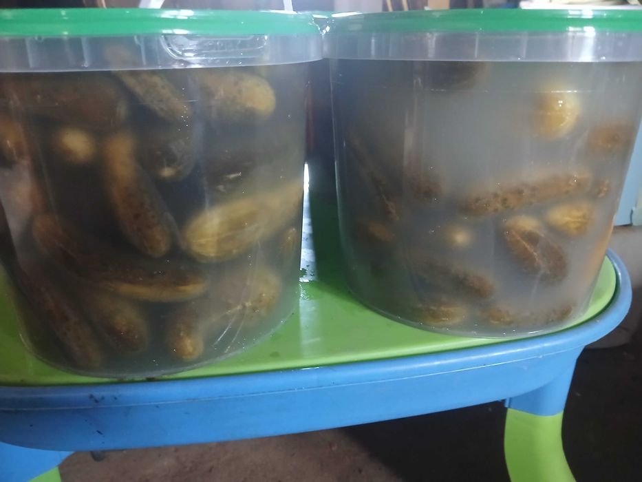 Ogórki kiszone widerka 2,3kg