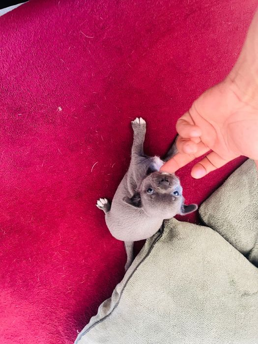 chihuahua macho azul