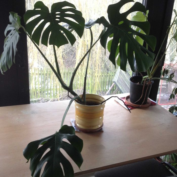 kwiaty doniczkowe monstery