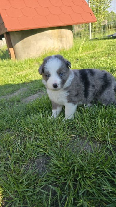 Border coolie blue merle