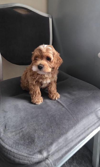 Śliczny piesek maltipoo F2