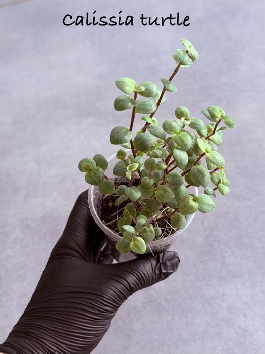 Callisia repens “turtle”