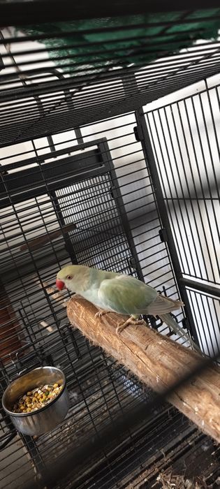 Ring necks Fêmea Adulta , Jandaya Fêmea, Aratinga sol